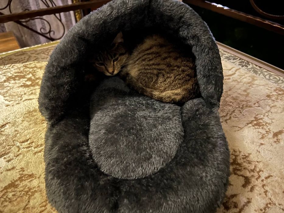 Лежанка для ваших любимцев в наличии и под заказ