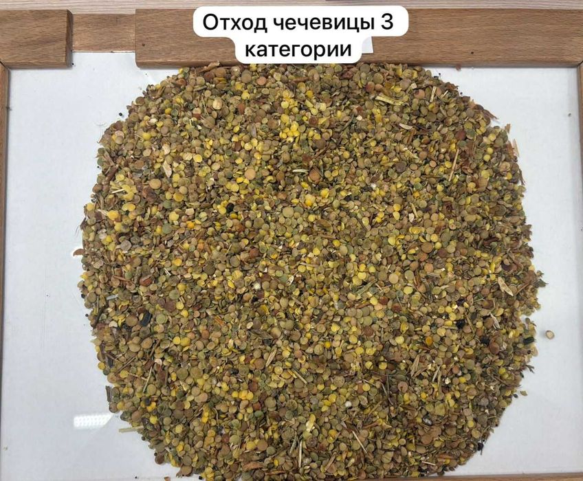 Продажа отходов горчицы и чечевицы