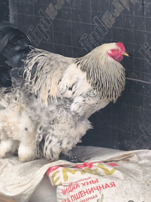 Продам петухов Барамо