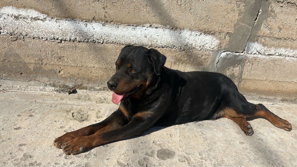 Отдам даром, ротвейлер