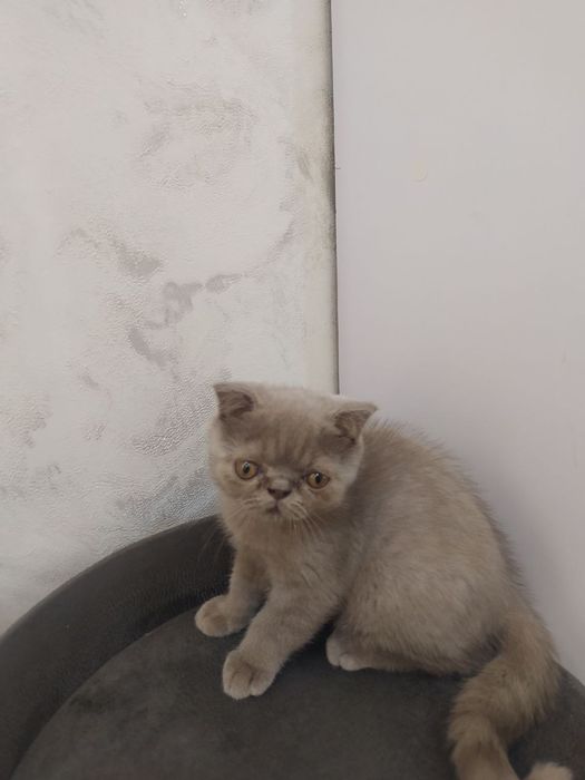 Продается котенок