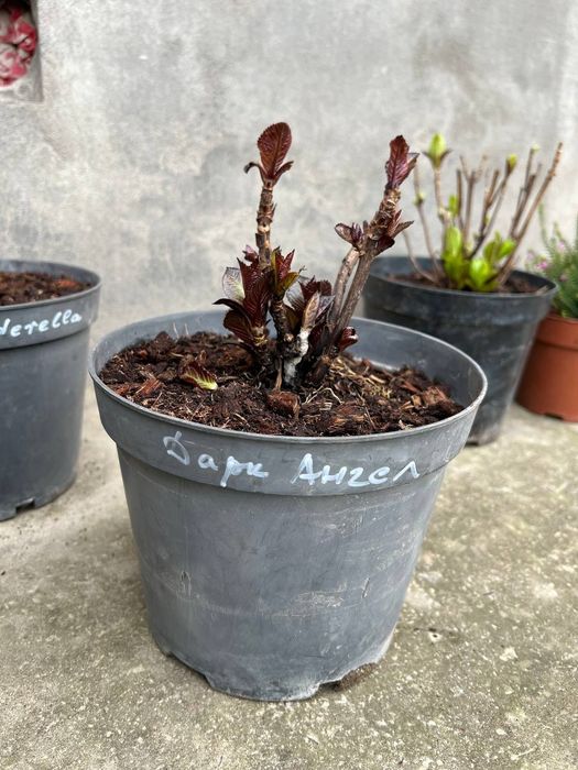 Гортензия gortenziya