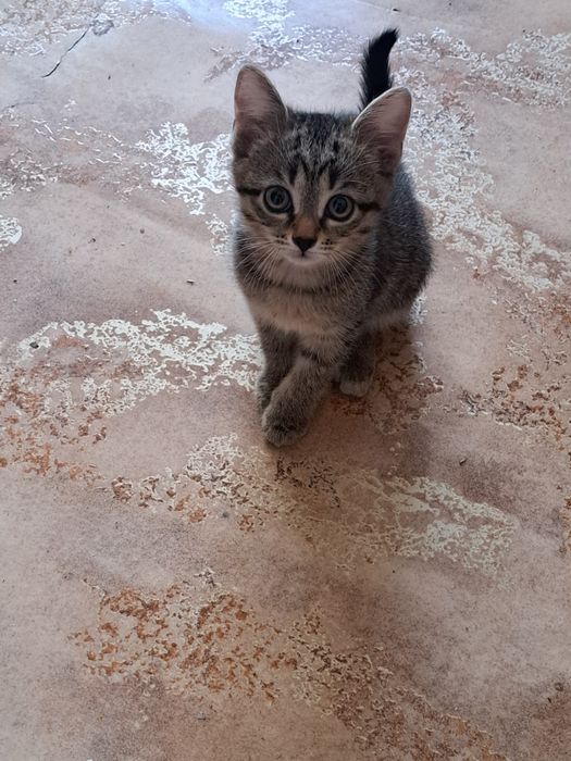 Отдам кошечку в добрые руки