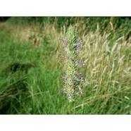 Samanta plante furajere -mixtura graminee perene pasunat si cosit