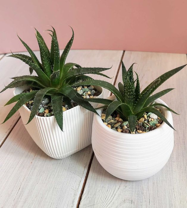 Алоэ остистое продаю