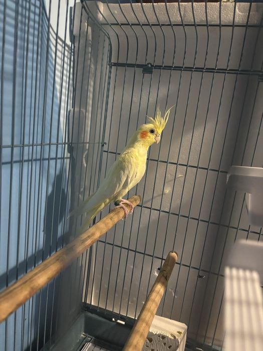 Продавам папагал + клетка