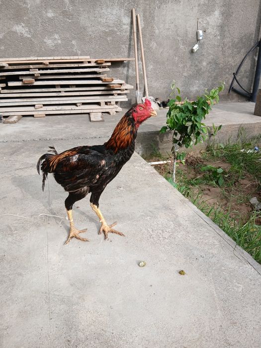 Дакан хуроз сотилади