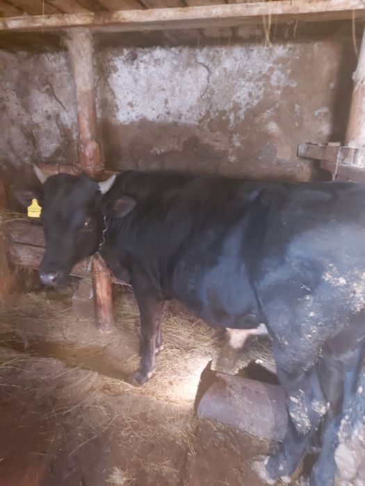 Продам годовалого бычка