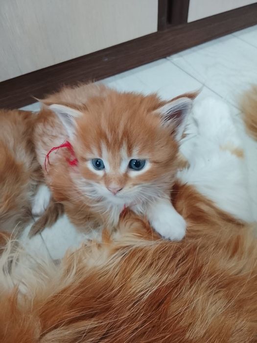 Котята Мейн-куна