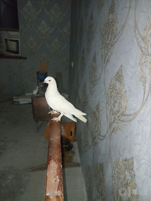 Kabutar nar barter bor