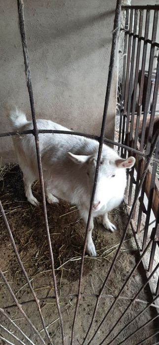 ЭЧКИ.чиройли зотдор