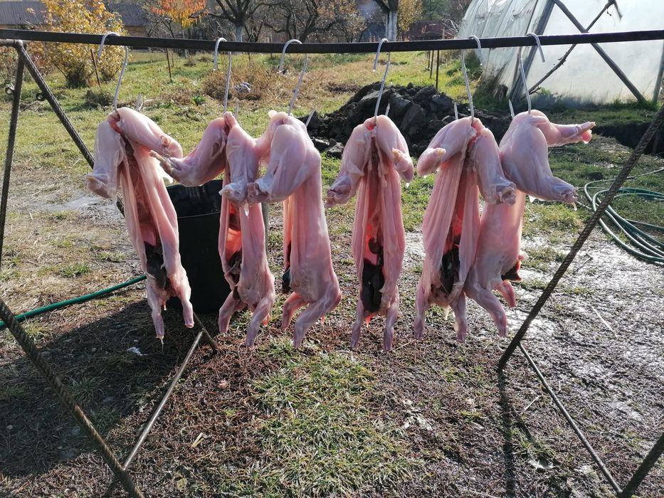 Vând iepuri sacrificati