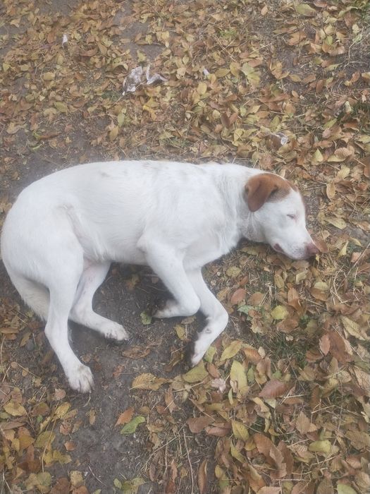 Продам благороднейшего Бима.