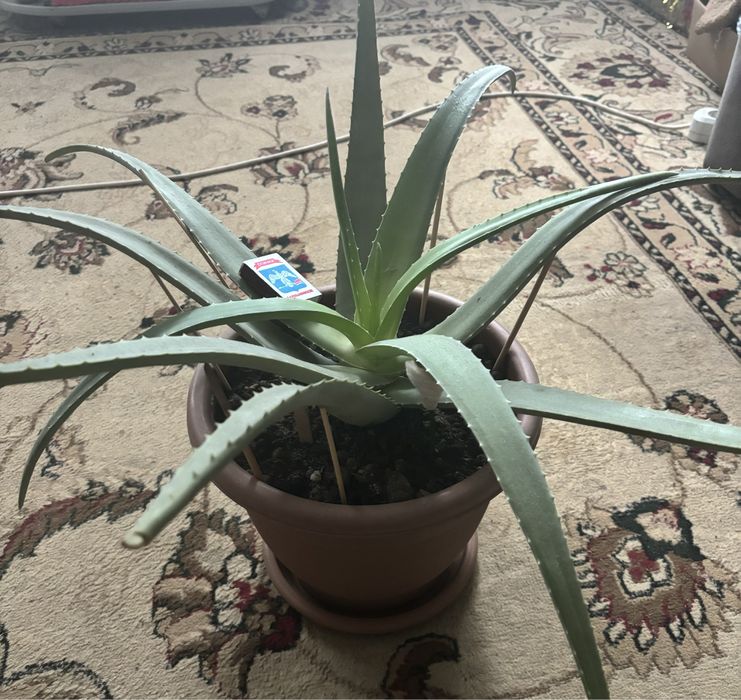 цветок алоэ