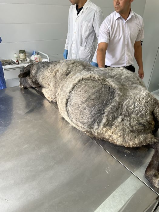 Veterinariya hizmat 24/7