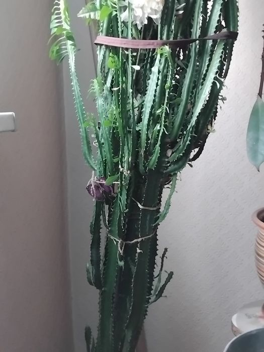 Комнатный цветок