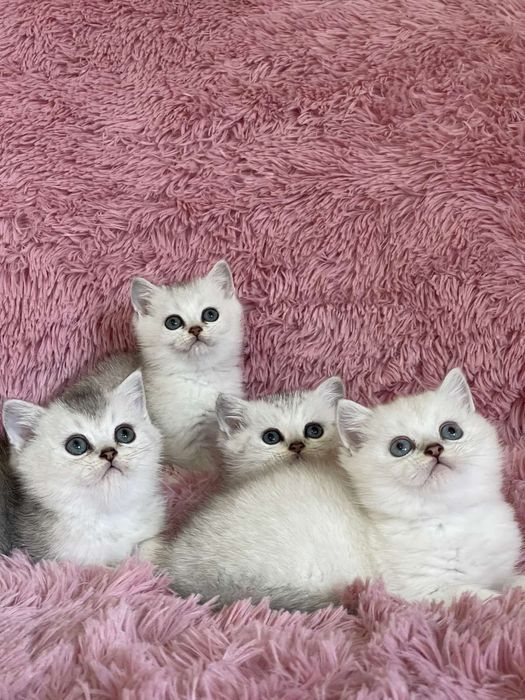 Британка късокосместа