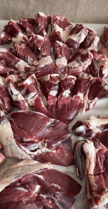 Qoy куй кой qochqorlar sotiladi Aqiqa va toy marosmlar