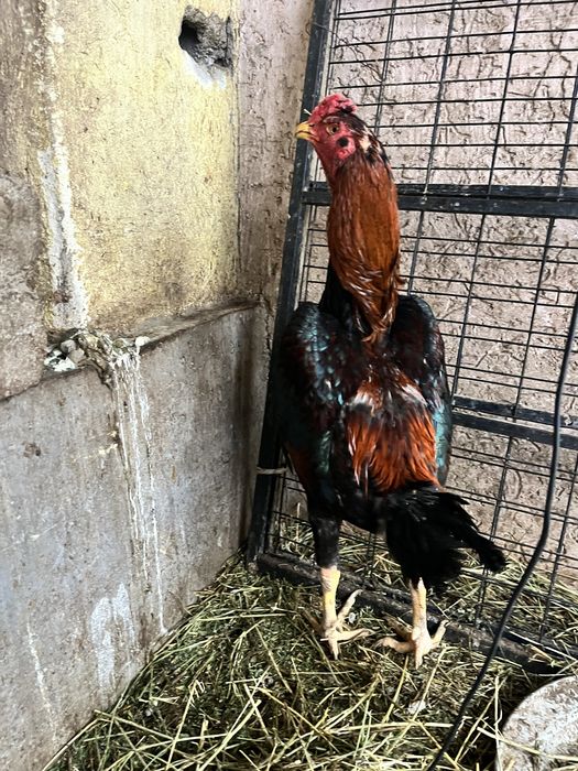 Дакан түлек қораз