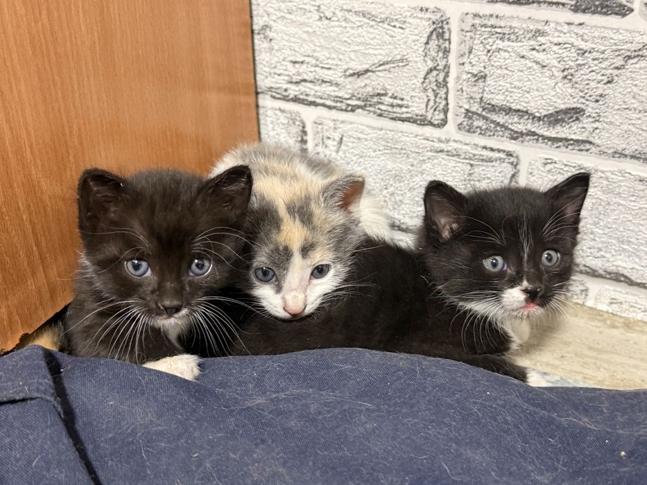 Шымкент, отдаю котят в добрые руки