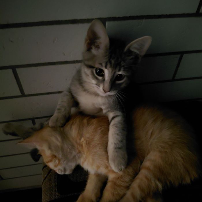 Отдаю котят в хорошие руки
