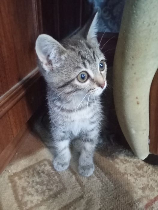 Отдам Котенка мальчика
