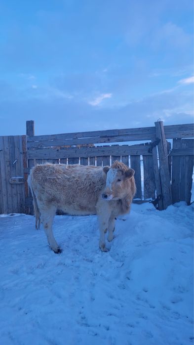 10 айлық бұзау сатылады