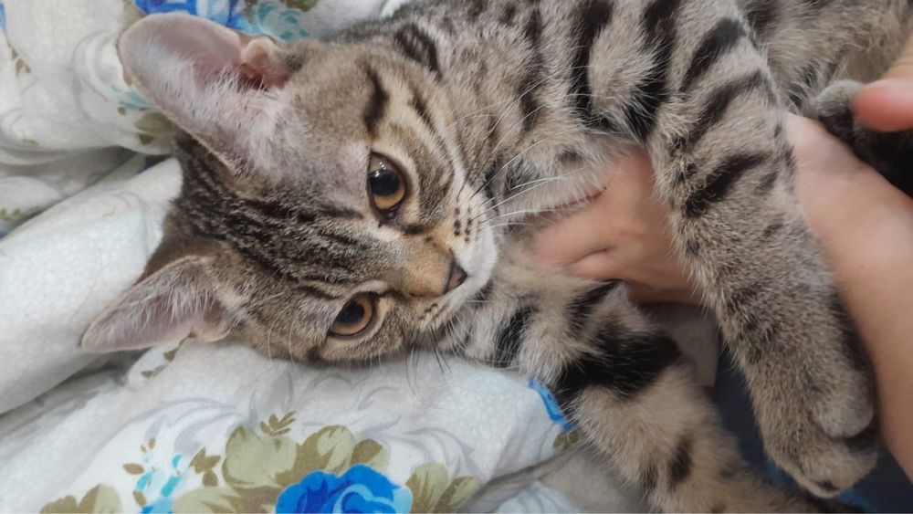 Отдам в добрые руки кота