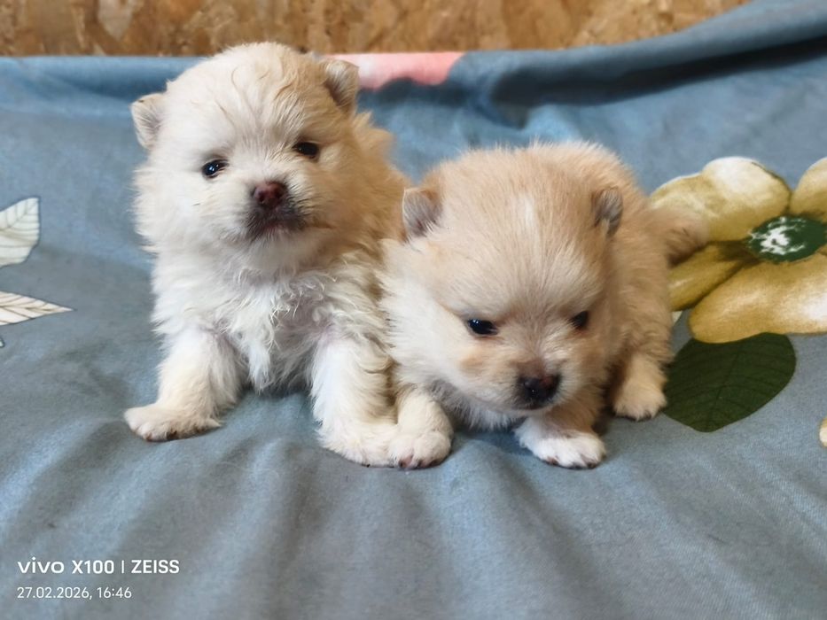 Очаровательные щенки шпица.
