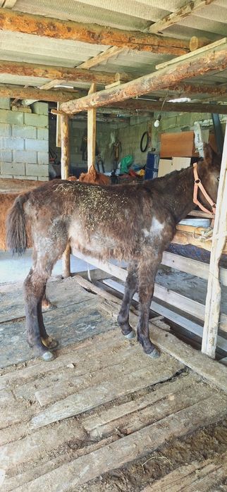 Тайлар 1 еркек 1 ургашы