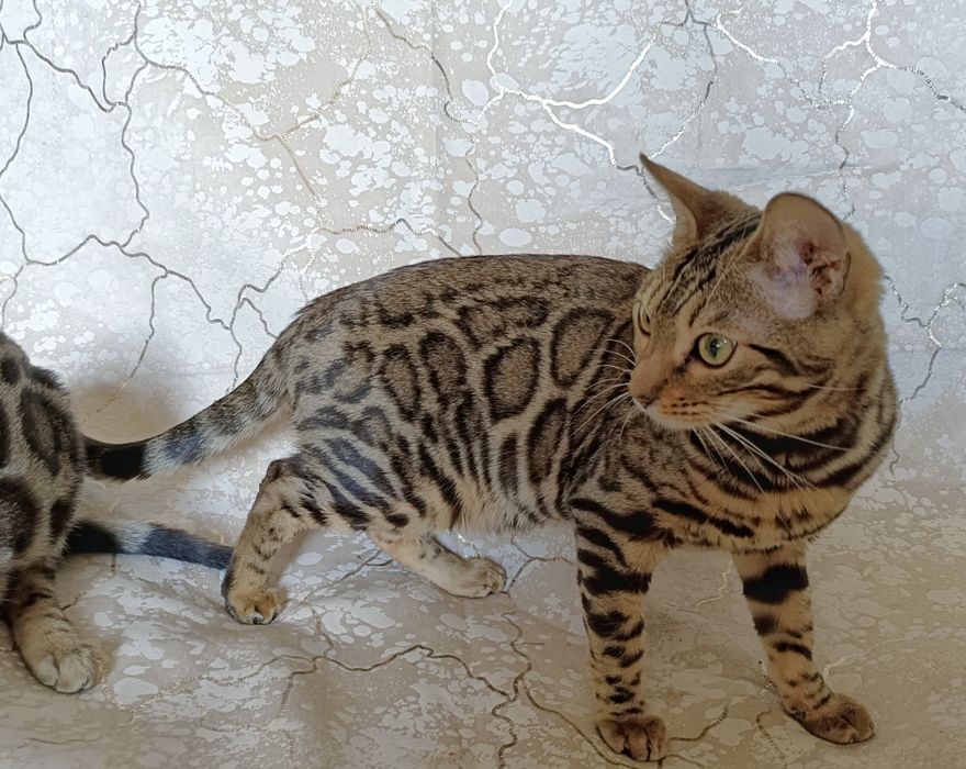 Бенгальские кошки бесплатно
