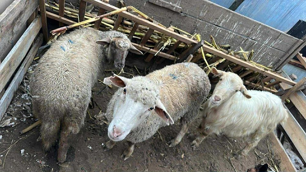 Oferta 600 lei Vând trei  capre gestante la prima și a doua fătare