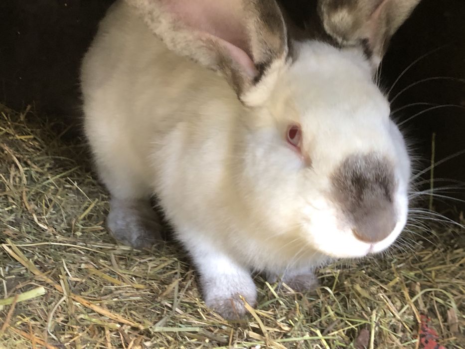 Iepuri californieni femele si masculi