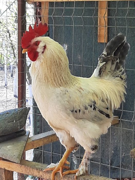 Pasari de casa de rasa