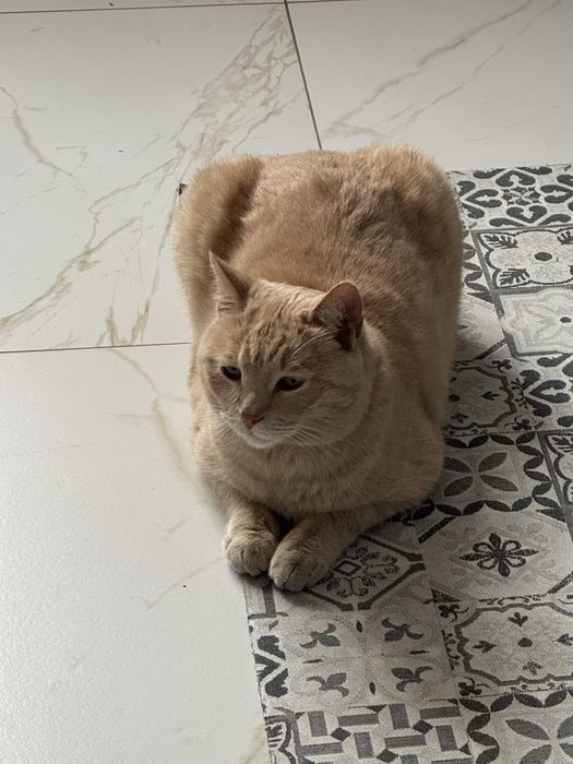 Кот в хорошие руки