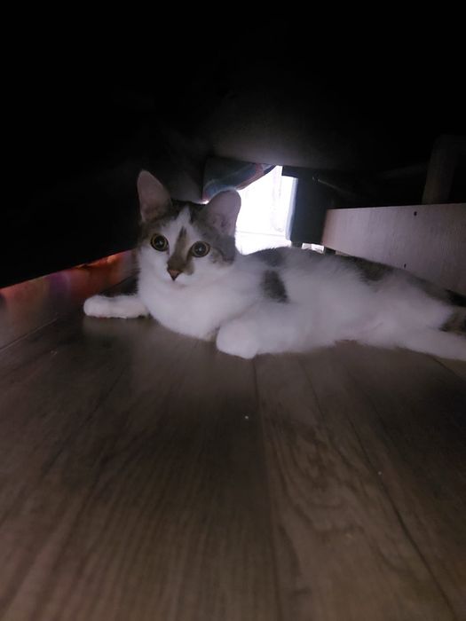 Отдам котенка в дорогие руки