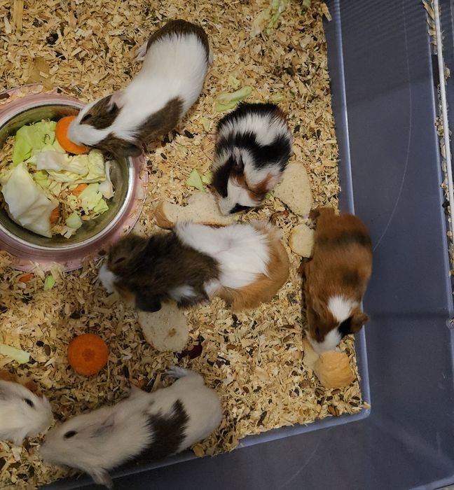 Maimuțoi îmblăniti