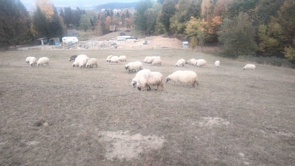 Animale oi breze