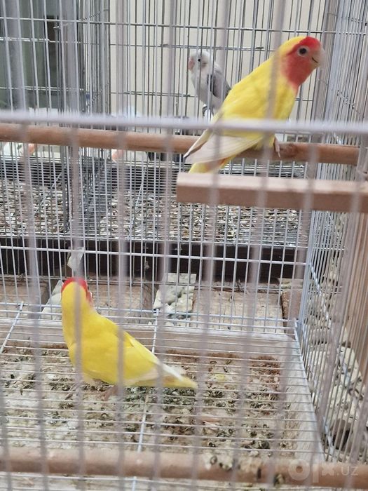 Nerzaluchka opaline parasi 500000ming tayyor