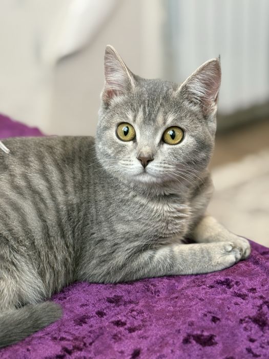 Котёнок  девочка