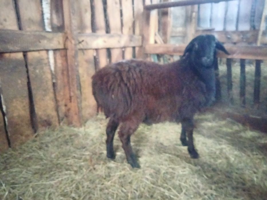 Продам или обмен