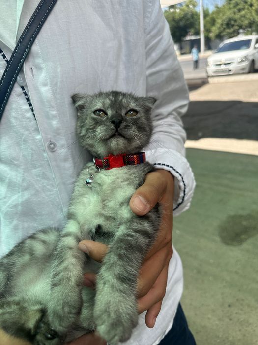 Shatlaniskik veslauxa