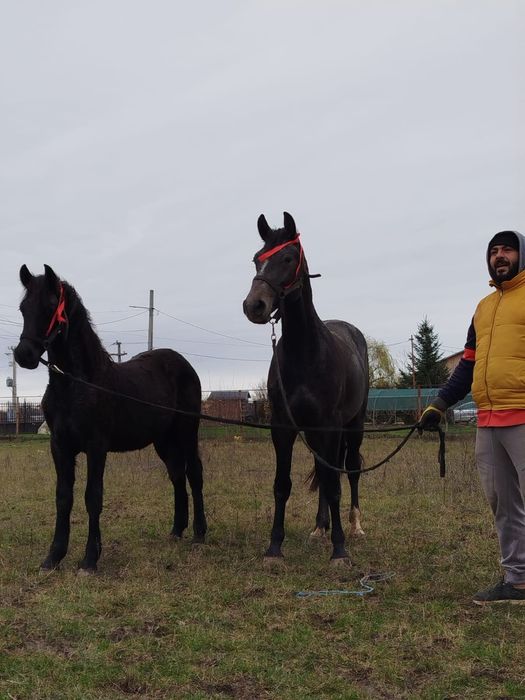 De vânzare mânz Metis de friz cu lipițan în vârstă de 1 an și 8 luni
