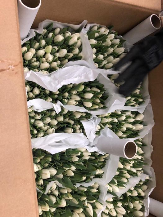 Тюльпаны опт/розница