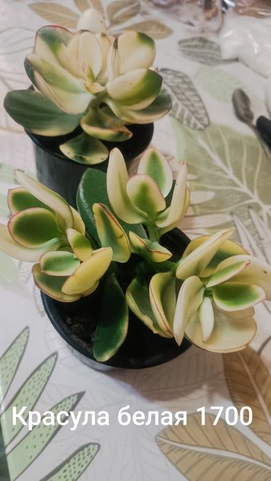 Продам комнатные цветы