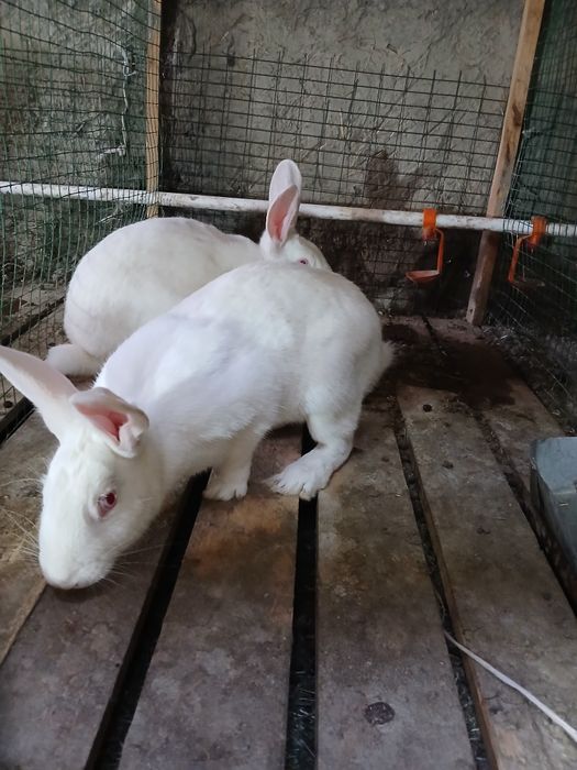 Italiyadan keltirilgan xikol zoyli quyonlar sotiladi