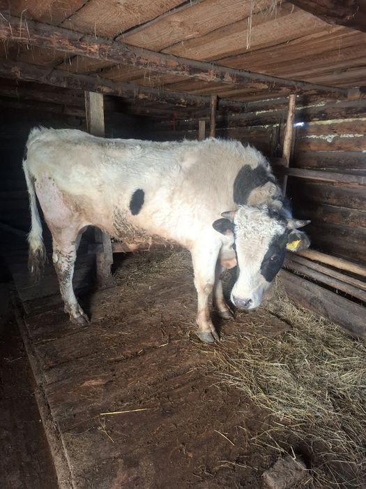 Бык 2 года черно-пестрый