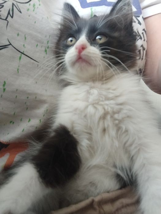 Пушистый чебурашка