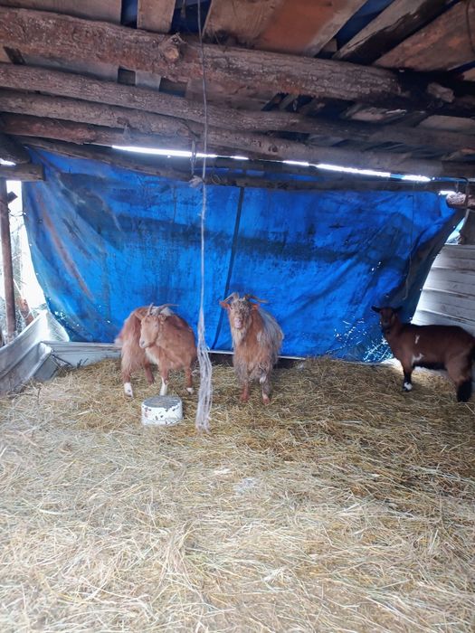 Vând  tap  1 an jumate