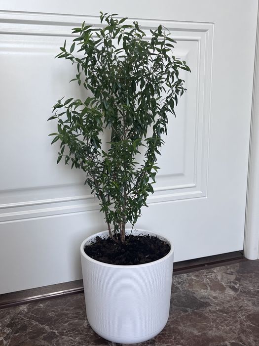 Комнатные и садовые растения